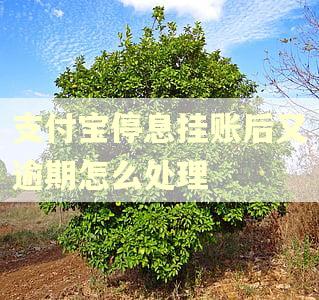 支付宝停息挂账后又逾期怎么处理 支付宝停息挂账后又逾期怎么处理