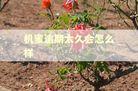 机蜜逾期太久会怎么样