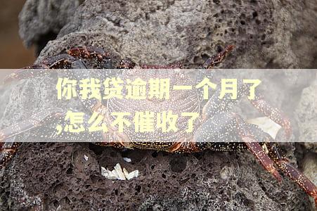 你我贷逾期一个月了,怎么不催收了