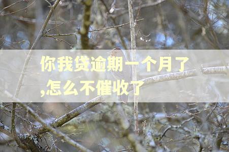 你我贷逾期一个月了,怎么不催收了