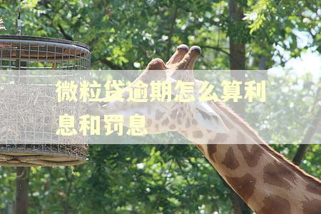 微粒贷逾期怎么算利息和罚息