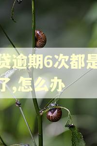房贷逾期6次都是晚交了,怎么办