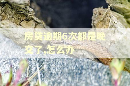 房贷逾期6次都是晚交了,怎么办