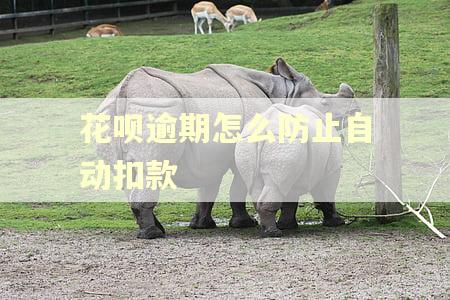 花呗逾期怎么防止自动扣款