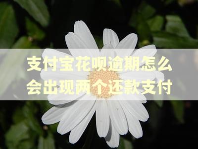 支付宝花呗逾期怎么会出现两个还款支付