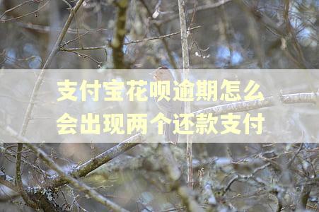 支付宝花呗逾期怎么会出现两个还款支付