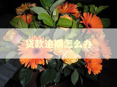 贷款逾期怎么办