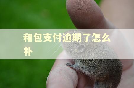 和包支付逾期了怎么补