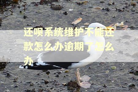 还呗系统维护不能还款怎么办逾期了怎么办 还呗系统维护不能还款怎么办逾期了怎么办