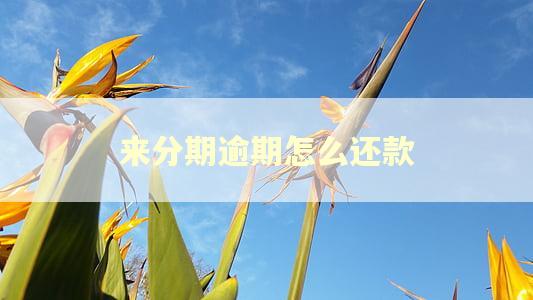 来分期逾期怎么还款