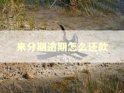 来分期逾期怎么还款