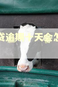 网贷逾期十天会怎么样