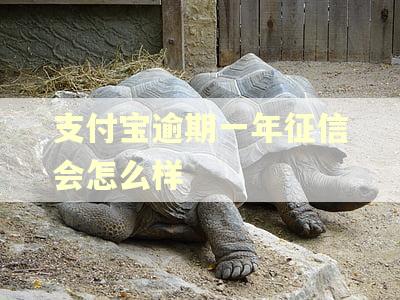 支付宝逾期一年征信会怎么样