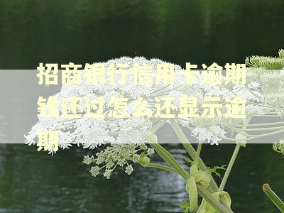 招商银行信用卡逾期钱还过怎么还显示逾期 招商银行信用卡逾期钱还过怎么还显示逾期