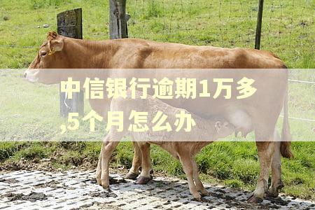 中信银行逾期1万多,5个月怎么办
