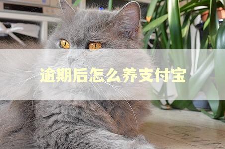 逾期后怎么养支付宝