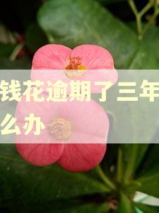 有钱花逾期了三年该怎么办 有钱花逾期了三年该怎么办