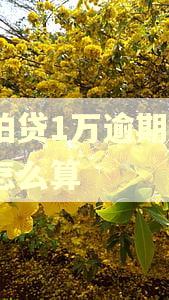 拍拍贷1万逾期1年费怎么算