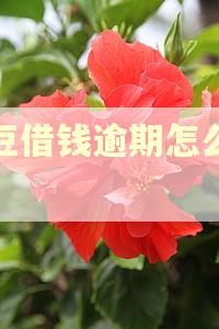 豆豆借钱逾期怎么催收