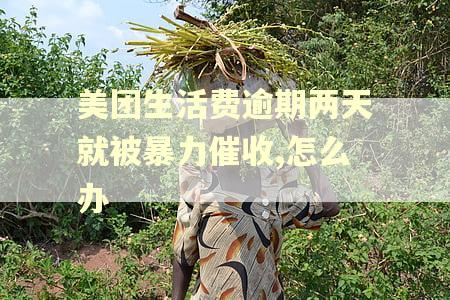 美团生活费逾期两天就被暴力催收,怎么办