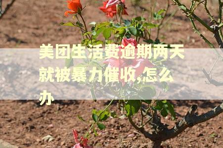 美团生活费逾期两天就被暴力催收,怎么办