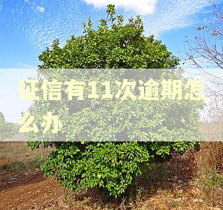 征信有11次逾期怎么办