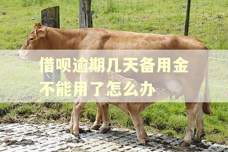 借呗逾期几天备用金不能用了怎么办