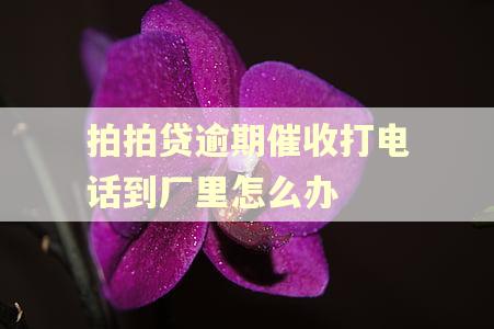 拍拍贷逾期催收打电话到厂里怎么办