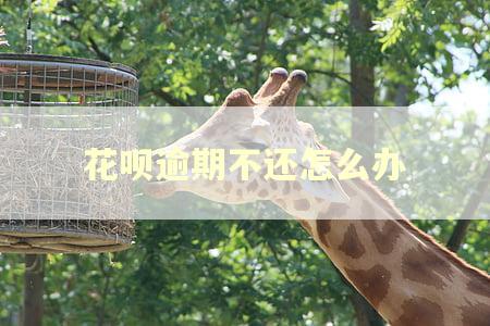 花呗逾期不还怎么办 花呗逾期不还怎么办