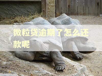 微粒贷逾期了怎么还款呢