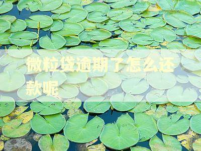 微粒贷逾期了怎么还款呢