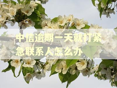 中信逾期一天就打紧急联系人怎么办
