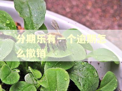 分期乐有一个逾期怎么撤销