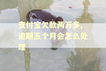 支付宝欠款两万多,逾期五个月会怎么处理