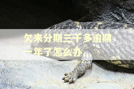 欠来分期三千多逾期一年了怎么办