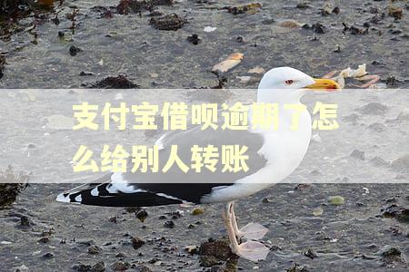 支付宝借呗逾期了怎么给别人转账