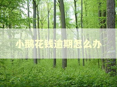 小鹅花钱逾期怎么办