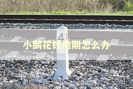 小鹅花钱逾期怎么办