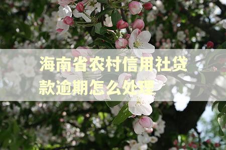 海南省农村信用社贷款逾期怎么处理