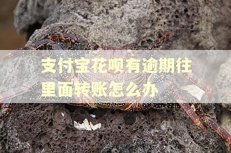 支付宝花呗有逾期往里面转账怎么办 支付宝花呗有逾期往里面转账怎么办