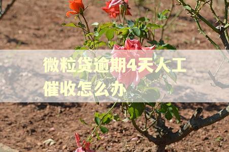微粒贷逾期4天人工催收怎么办