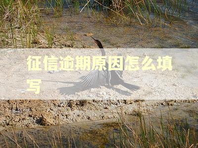 征信逾期原因怎么填写