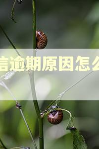 征信逾期原因怎么填写