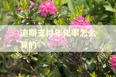 逾期支付年化率怎么算的