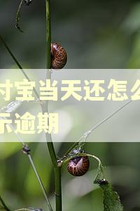 支付宝当天还怎么还显示逾期 支付宝当天还怎么还显示逾期