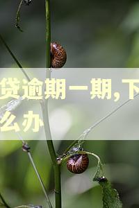 网贷逾期一期,下期怎么办