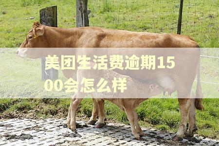 美团生活费逾期1500会怎么样