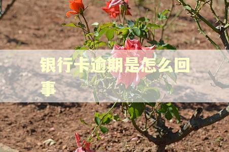 银行卡逾期是怎么回事