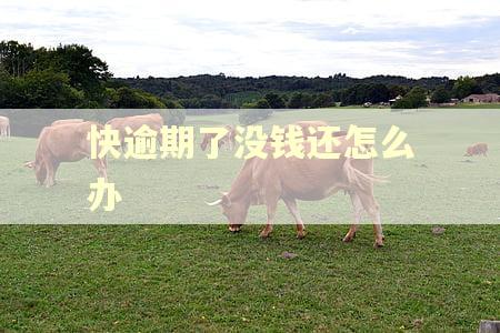 快逾期了没钱还怎么办