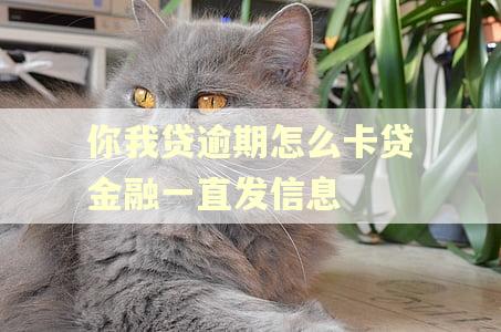 你我贷逾期怎么卡贷金融一直发信息